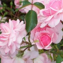 Bonica rose