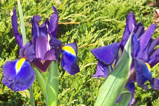 Iris