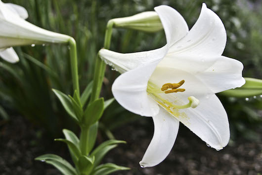 Lily